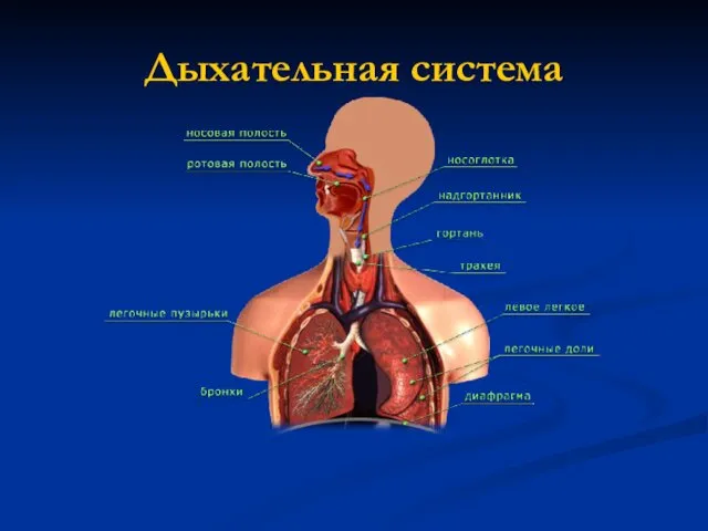 Дыхательная система