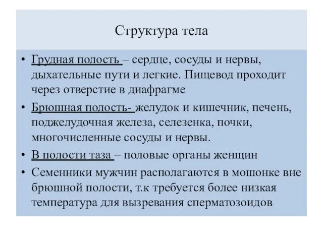 Структура тела Грудная полость – сердце, сосуды и нервы, дыхательные