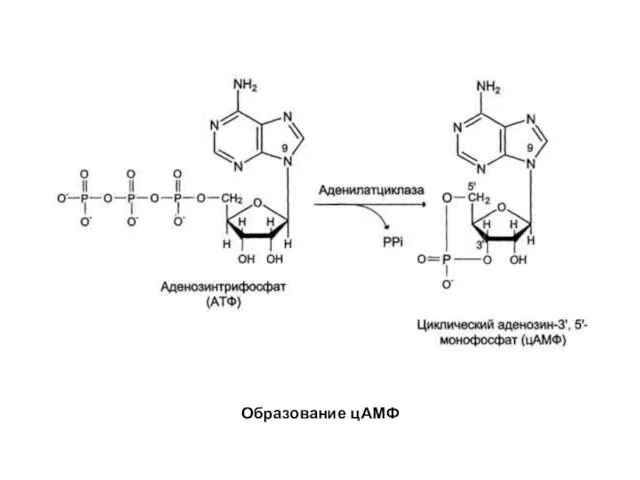 Образование цАМФ