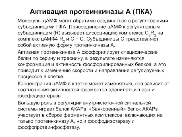 Активация протеинкиназы А (ПКА) Молекулы цАМФ могут обратимо соединяться с