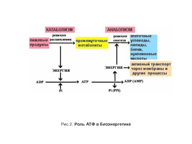 Рис.2. Роль АТФ в биоэнергетике