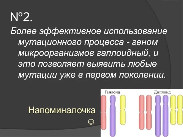 №2. Более эффективное использование мутационного процесса - геном микроорганизмов гаплоидный,