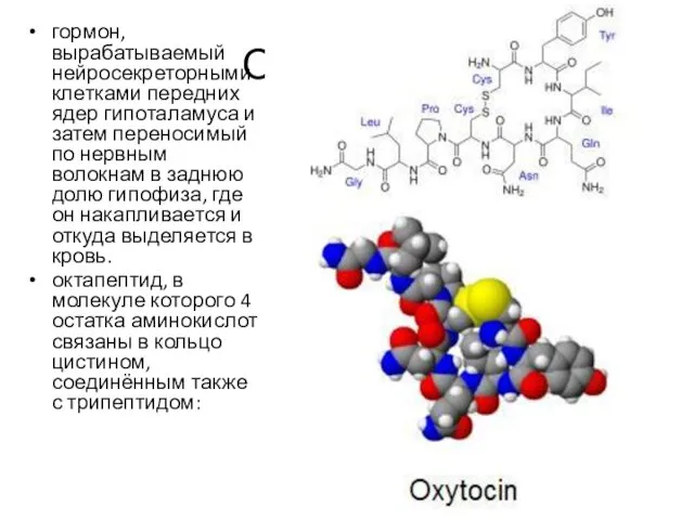 Окситоцин гормон, вырабатываемый нейросекреторными клетками передних ядер гипоталамуса и затем