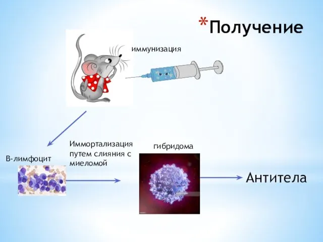 Получение B-лимфоцит Иммортализация путем слияния с миеломой гибридома Антитела иммунизация