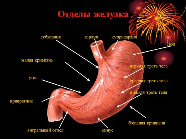 Отделы желудка кардия свод нижняя треть тела угол синус антральный