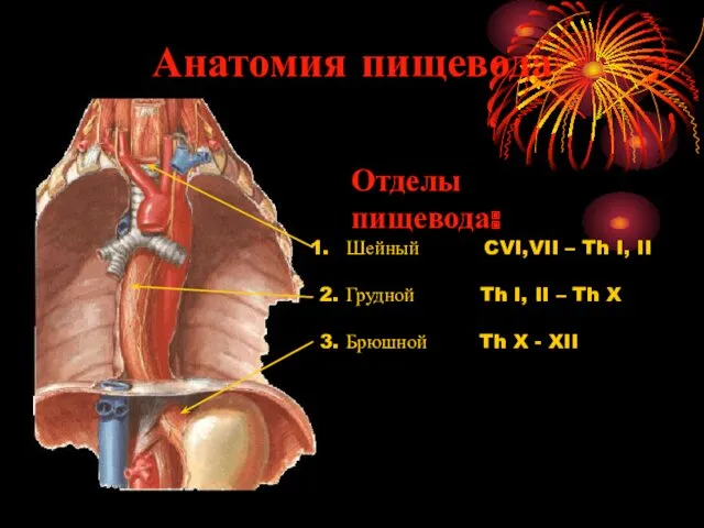 Анатомия пищевода Отделы пищевода: Шейный CVI,VII – Th I, II