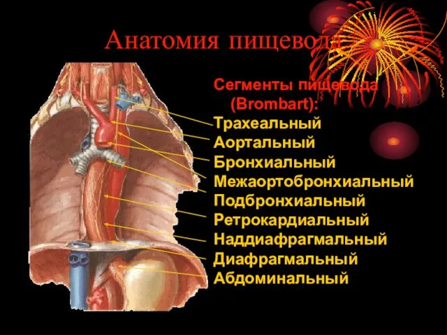 Анатомия пищевода Сегменты пищевода (Brombart): Трахеальный Аортальный Бронхиальный Межаортобронхиальный Подбронхиальный Ретрокардиальный Наддиафрагмальный Диафрагмальный Абдоминальный