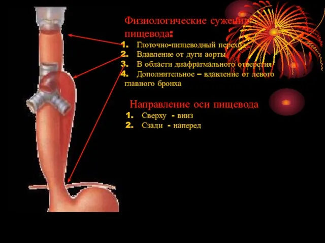 Физиологические сужения пищевода: Глоточно-пищеводный переход Вдавление от дуги аорты В