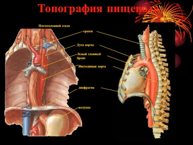 Топография пищевода Плечеголовной ствол трахея Дуга аорты Левый главный бронх Нисходящая аорта диафрагма желудок