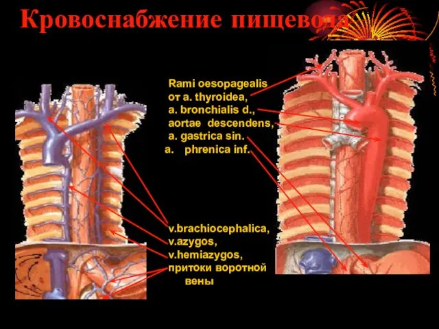 Кровоснабжение пищевода Rami oesopagealis от a. thyroidea, a. bronchialis d.,