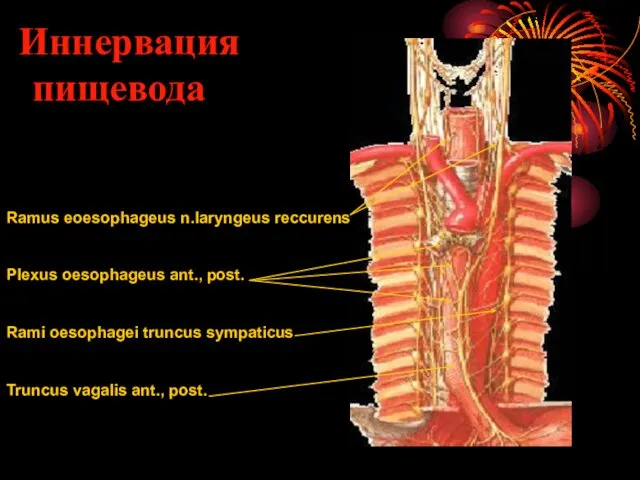 Иннервация пищевода Ramus eoesophageus n.laryngeus reccurens Plexus oesophageus ant., post.