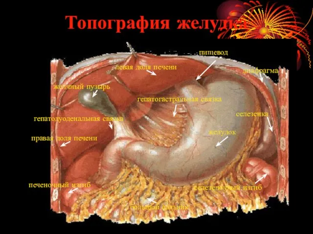 Топография желудка левая доля печени правая доля печени желчный пузырь