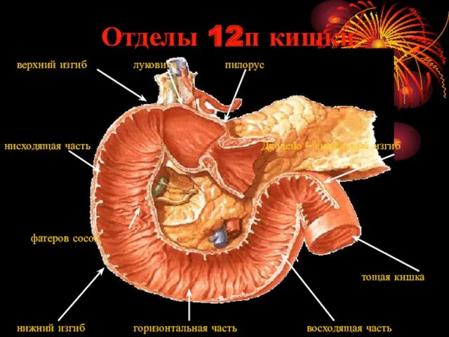 Отделы 12п кишки пилорус луковица верхний изгиб нижний изгиб нисходящая