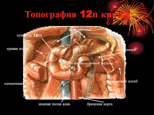 Топография 12п кишки брюшная аорта селезеночный изгиб печеночный изгиб луковица