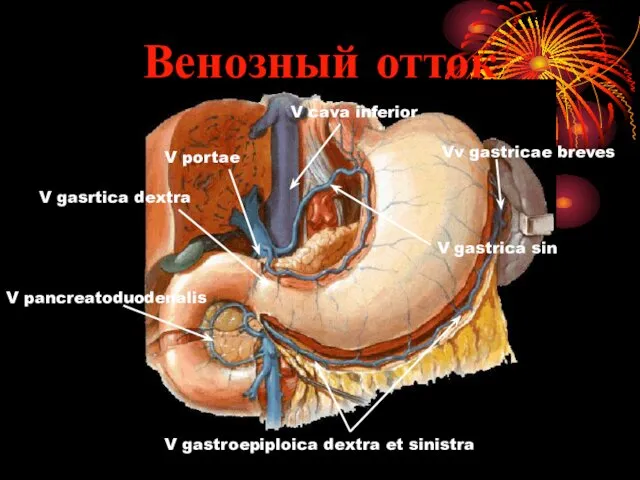 Венозный отток V gastrica sin V gasrtica dextra V gastroepiploica