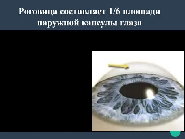 Роговица составляет 1/6 площади наружной капсулы глаза Толщина роговицы 0,52мм