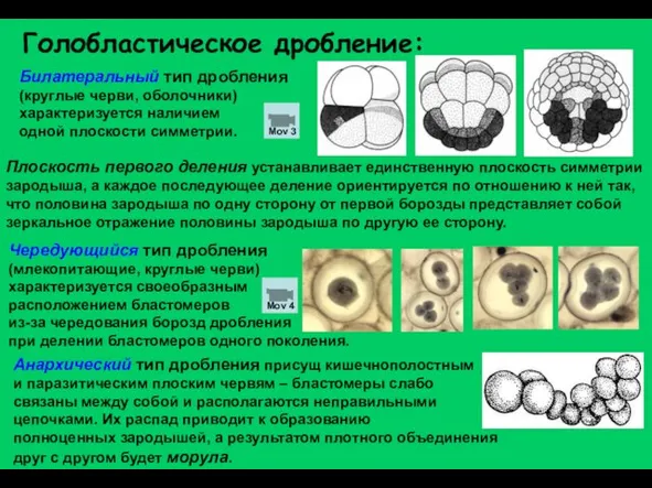 Билатеральный тип дробления (круглые черви, оболочники) характеризуется наличием одной плоскости