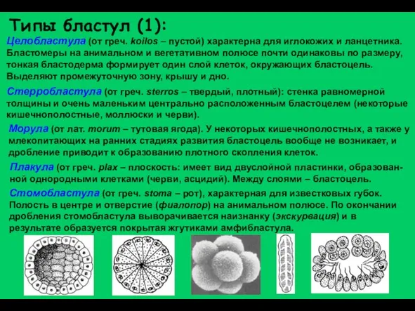 Целобластула (от греч. koilos – пустой) характерна для иглокожих и