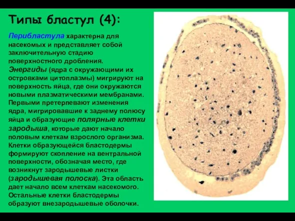 Типы бластул (4): Перибластула характерна для насекомых и представляет собой