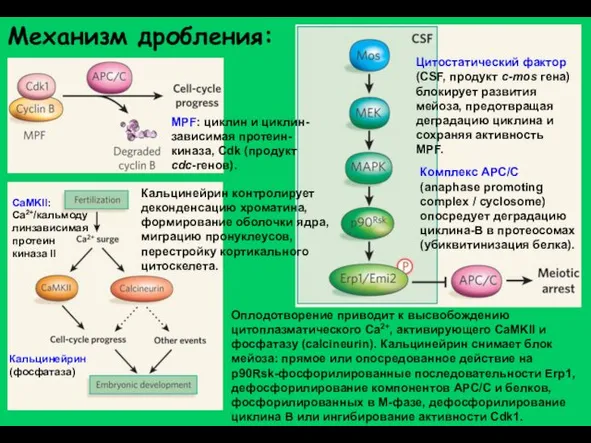 Механизм дробления: Цитостатический фактор (CSF, продукт с-mos гена) блокирует развития