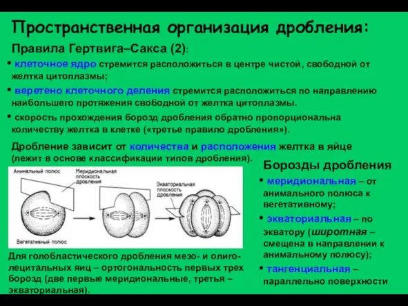 Пространственная организация дробления: Правила Гертвига–Сакса (2): клеточное ядро стремится расположиться