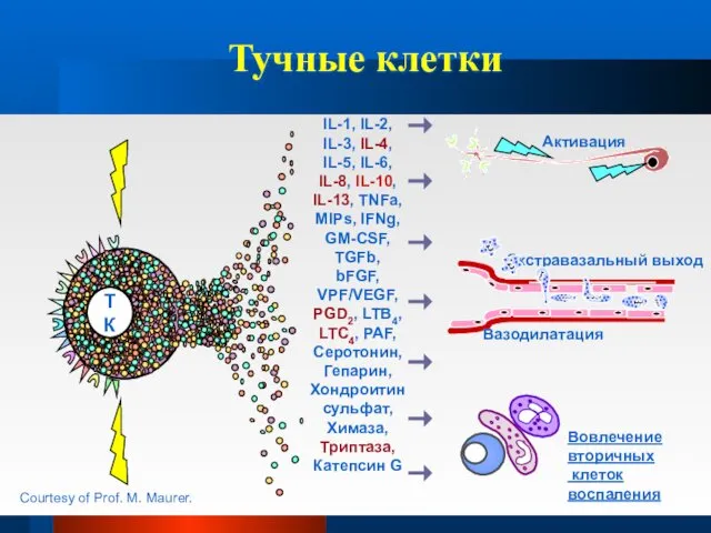 Тучные клетки IL-1, IL-2, IL-3, IL-4, IL-5, IL-6, IL-8, IL-10,