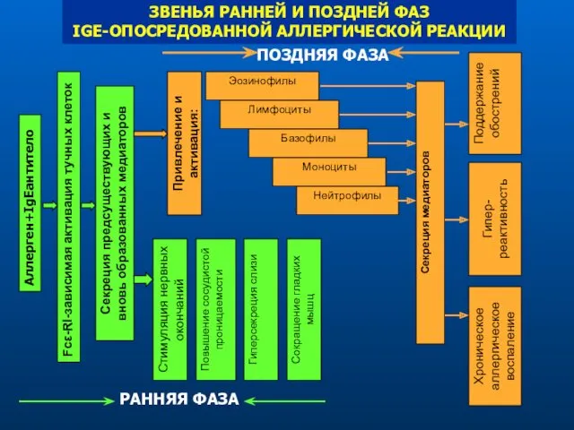 ЗВЕНЬЯ РАННЕЙ И ПОЗДНЕЙ ФАЗ IGE-ОПОСРЕДОВАННОЙ АЛЛЕРГИЧЕСКОЙ РЕАКЦИИ Аллерген+IgEантитело Fcε-Rl-зависимая