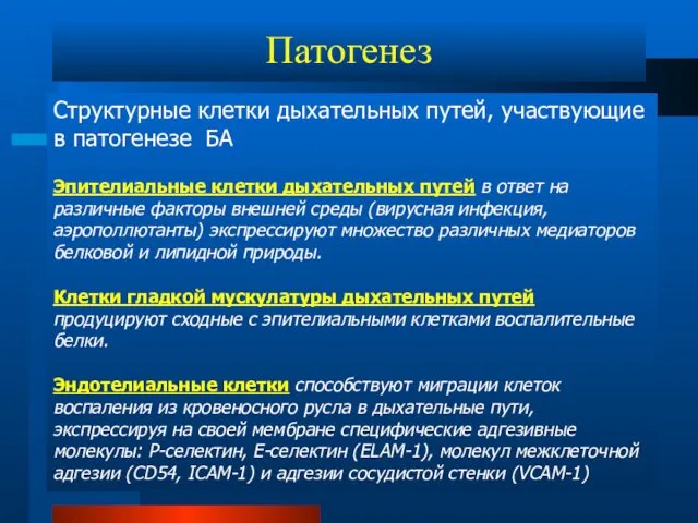 Патогенез Структурные клетки дыхательных путей, участвующие в патогенезе БА Эпителиальные