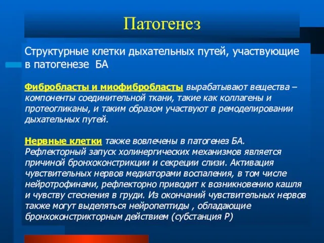 Структурные клетки дыхательных путей, участвующие в патогенезе БА Фибробласты и