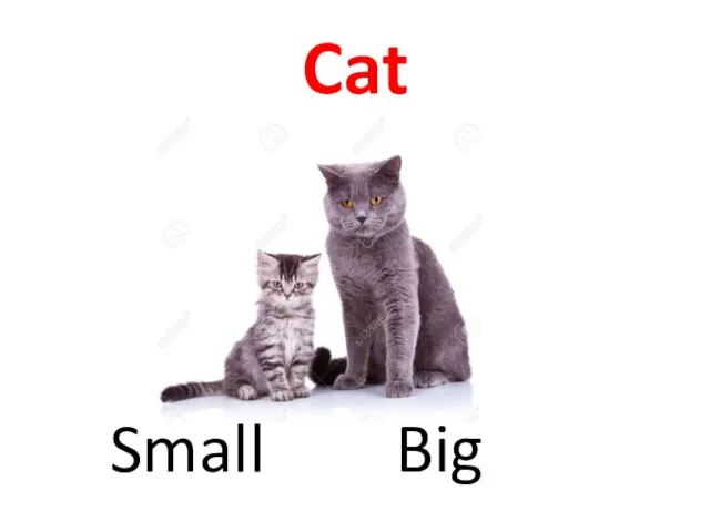 Cat Big Small