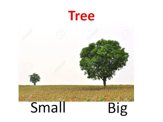Tree Big Small