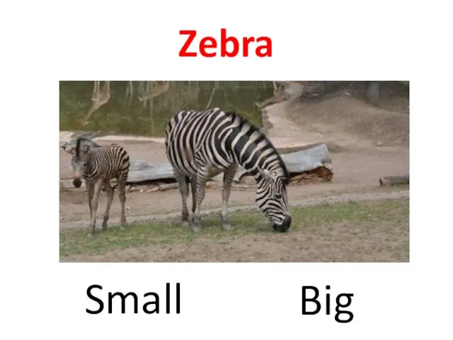Zebra Big Small