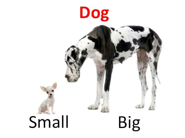 Dog Big Small