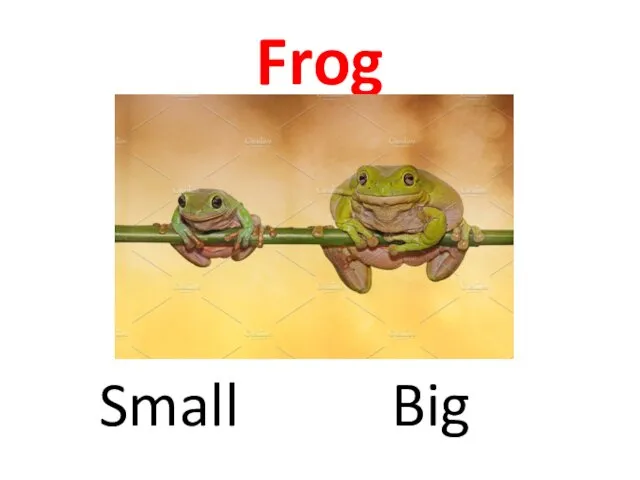 Frog Big Small