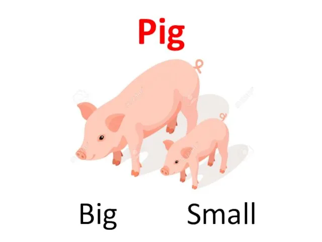 Pig Big Small