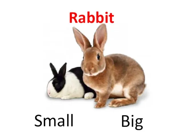 Rabbit Big Small