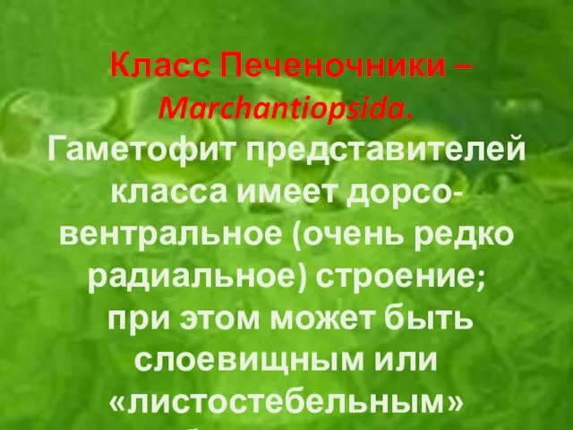 Класс Печеночники – Marchantiopsida. Гаметофит представителей класса имеет дорсо-вентральное (очень