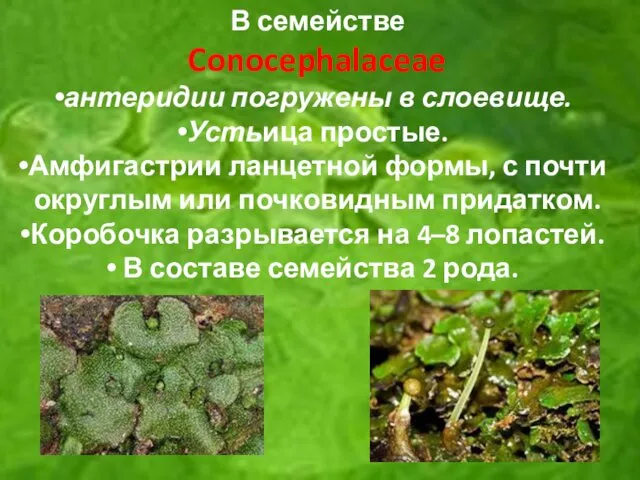 В семействе Conocephalaceae антеридии погружены в слоевище. Устьица простые. Амфигастрии