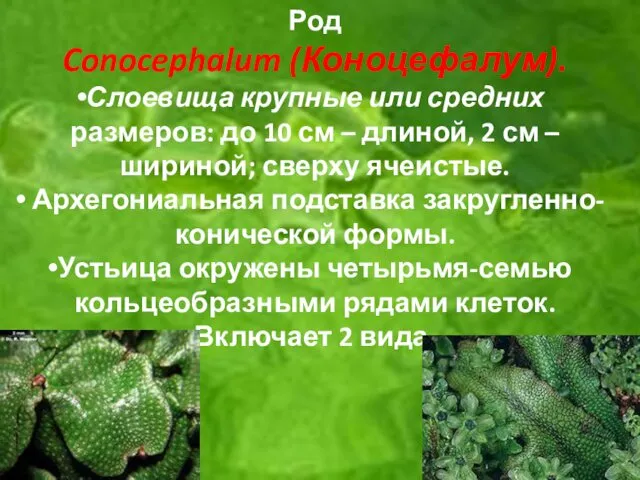 Род Conocephalum (Коноцефалум). Слоевища крупные или средних размеров: до 10 см – длиной,