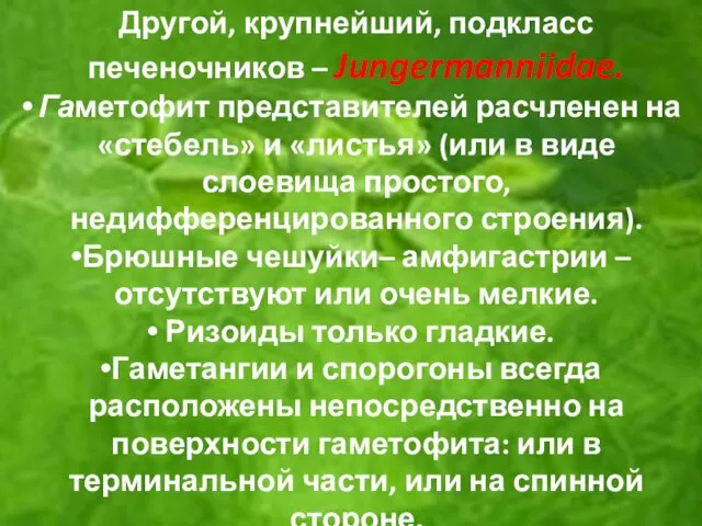 Другой, крупнейший, подкласс печеночников – Jungermanniidae. Гаметофит представителей расчленен на «стебель» и «листья»