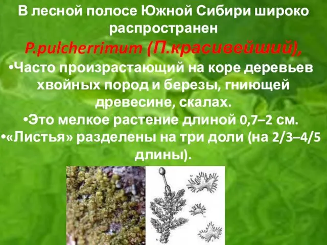 В лесной полосе Южной Сибири широко распространен P.pulcherrimum (П.красивейший), Часто