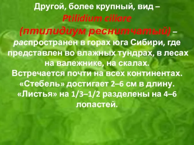 Другой, более крупный, вид – Ptilidium ciliare (птилидиум реснитчатый) – распространен в горах