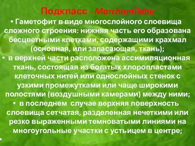 Подкласс - Marchantiidae Гаметофит в виде многослойного слоевища сложного строения: нижняя часть его