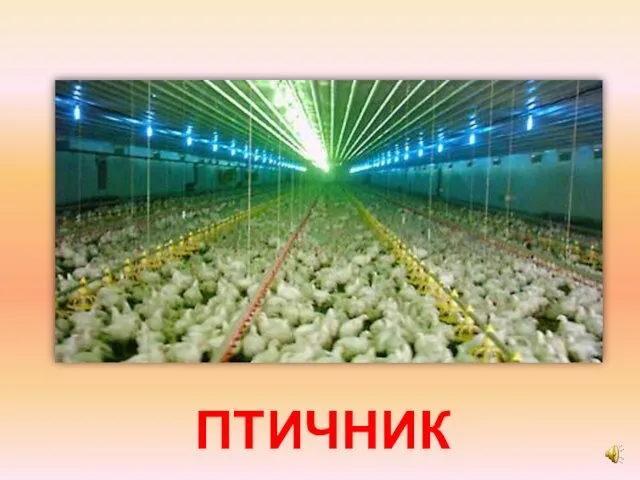 ПТИЧНИК