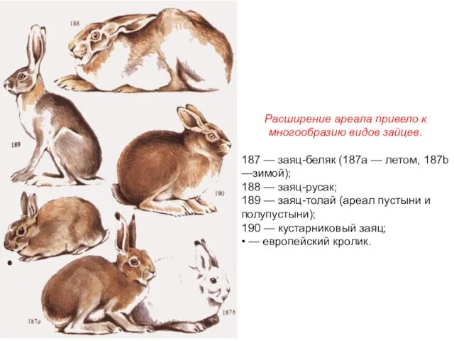 Расширение ареала привело к многообразию видов зайцев. 187 — заяц-беляк