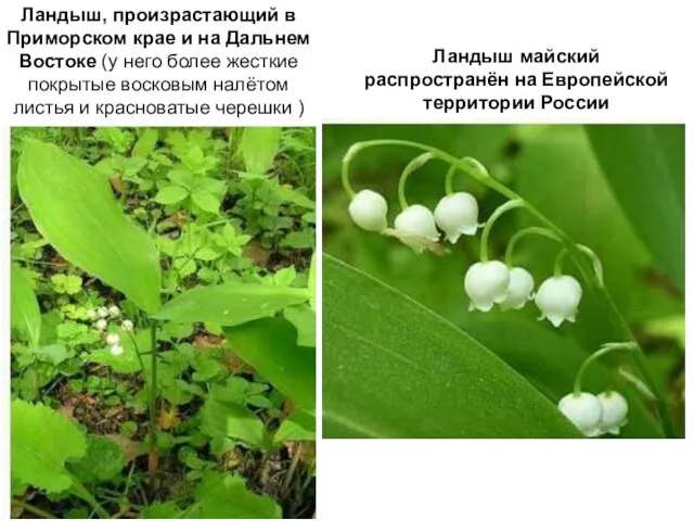 Ландыш майский распространён на Европейской территории России Ландыш, произрастающий в