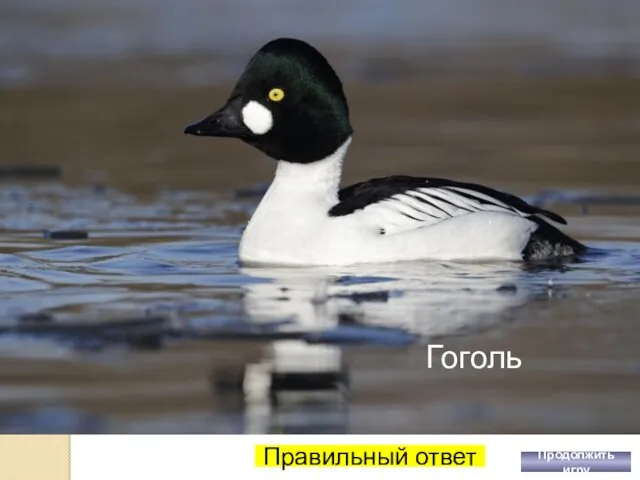 ВНИМАНИЕ ! ВОПРОС Какая птица носит фамилию известного русского писателя? 11 Правильный ответ Продолжить игру Гоголь
