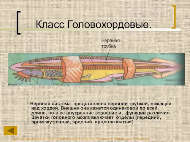 Класс Головохордовые. Нервная система представлена нервной трубкой, лежащей над хордой.