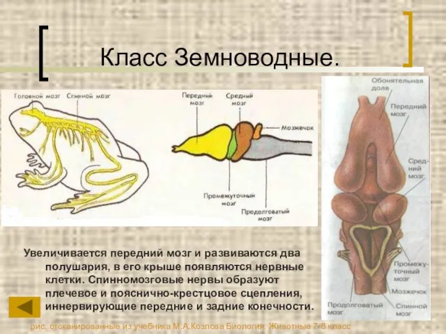 Класс Земноводные. Увеличивается передний мозг и развиваются два полушария, в