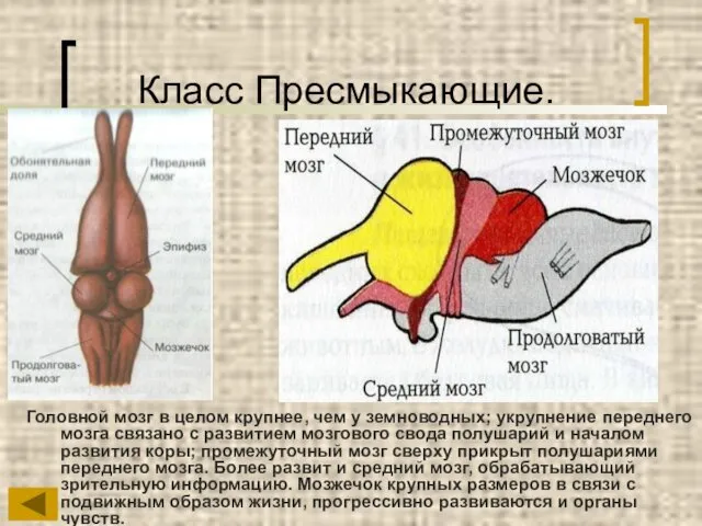 Класс Пресмыкающие. Головной мозг в целом крупнее, чем у земноводных;